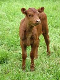 Full grown beef cattle average 1350 pounds. Birth Weight Beef Cattle Beef Cattle