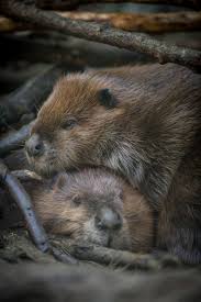 Happy International Beaver Day! Did you know the beaver is the national  animal of Canada? However, the second-largest rodent in the world can be  found throughout North America and parts of Europe