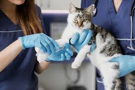 Look through review sites and read up on the feedback provided by the clients of. Close Up Careful Doctors Helping Injured Cat Doctor Help Free Cats Best Photoshop Actions