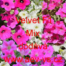 Image result for foto surfínie