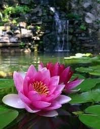 Khaled Alzorqany Khaledalzorqany Twitter Flower Landscape Lotus Flower Pictures Flower Pictures