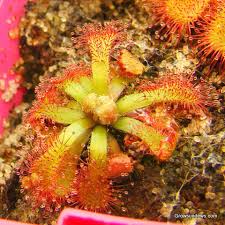 Image result for Drosera natalensis