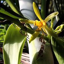 Image result for Vanilla polylepis