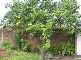 Resultado de imagen de Toronja (Citrus grandis)