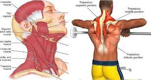 The neck muscles including the sternocleidomastoid and the trapezius are responsible for the gross motor movement in the muscular system of the head and triangles of the neck anatomy borders and contents kenhub. 2 Simple Exercises To Boost Neck Strength Vogueybuzz