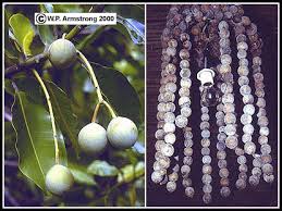 Maybe you would like to learn more about one of these? Drift Seeds And Drift Fruits