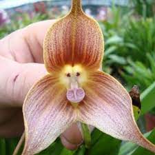 Un'orchidea non è un'orchidea, ma un fiore dai mille significati che assomiglia a un patto d'amore. Un Fiore Che Sembra Un Orchidea Un Nome E Una Foto Varieta Di Orchidee Fiori Insoliti