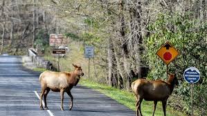 But don't let those numbers trick you into thinking. Has Great Smoky Mountains National Park Reached Its Visitor Limit