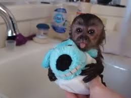 5 out of 5 stars. 10 Baby Animals Bathing That Will Make You Say Awww In 2021 Cute Baby Monkey Monkeys Funny Cute Monkey
