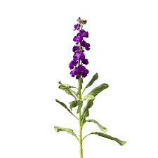 Image result for Matthiola