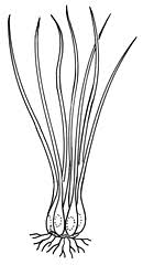 Image result for Isoetaceae