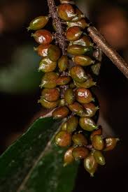 Image result for Antidesma vogelianum