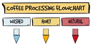 Processing Methods Washed Honey Or Natural Brewersclub