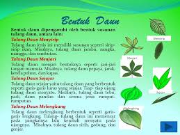 Tanaman hias yang satu ini memiliki warna dan bentuk yang cukup beragam. Kelas Iv Semester I Created By M Farid Ubaidillah Ppt Download