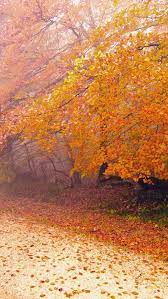 Foggy Autumn Morning Iphone 5s Wallpaper Download Iphone Wallpapers Ipad Wallpapers One Stop Download Landscape Iphone 5s Wallpaper Beautiful