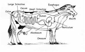 We Leanred About The Digestive System And How It Worked In Cows And Other Animals Ruminant Cow Digestive System Animals