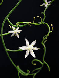 Image result for Litanthus pusillus