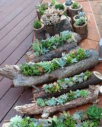 The Garden Godfather Waal Garden Godfather Waal Succulents Diy Succulent Gardening Succulents