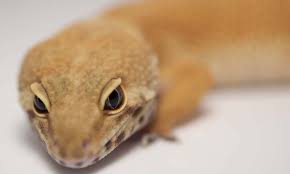 Maybe you would like to learn more about one of these? Small Scale Leopard Gecko Breeding 101 Onlinegeckos Com Gecko Breeder