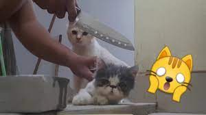 We did not find results for: Di Kira Mau Sembelih Kucing Youtube