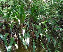 Image result for Elaphoglossum acrostichoides