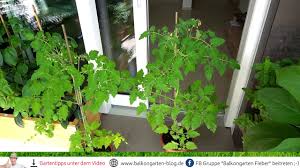 Algenmehl Wurzelaktivator Fur Bessere Pflanzen Mein Testergebnis Youtube