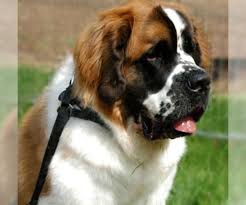 Pets choice local pet food and supply store is a healthy pet shop near merrimack with everything you need for your dogs & cats. View Ad Details Adn 36680 Full Breed Saint Bernard Puppies St Bernard Puppy St Bernard Dogs Bernard Dog