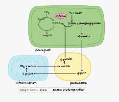 Large Size Of Flowchart Samples Photosynthesis Flow