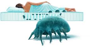 Image result for Dust mite