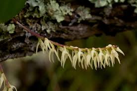 Image result for Bulbophyllum josephi