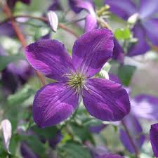 Also called purple virgin's bower, this clematis is listed as rare or endangered in several states. Happy Jack Purple Clematis X Proven Winners