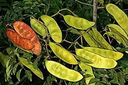 Image result for Erythrophleum suaveolens