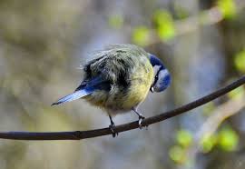 صور الحلمه الزرقاء Animals Bird Birds