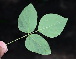 Image result for Hylodesmum