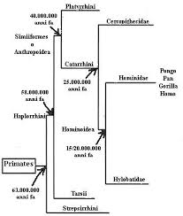 evolution of primates wikipedia