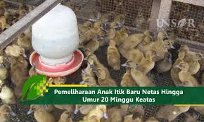 Terlebih itu ternak ayam petelur. Pemeliharaan Anak Itik Baru Netas Hingga Umur 20 Minggu Keatas Unsurtani Com