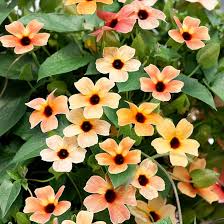 Image result for Thunbergia serpens