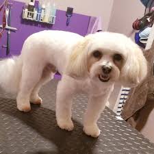 TOP 10 BEST Pet Grooming near Farmington, CT