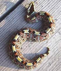 Rhinoceros Viper Snake Beautiful Snakes Snake Snake Venom