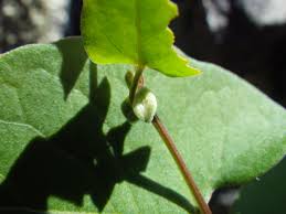 Polygonum Convolvulus ile ilgili gÃ¶rsel sonucu