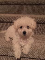 These standard parti poodles have some really fantastic colors and unique markings. Help One Of My Poodle Puppy Ear Starts Pointing Up Poodle Forum