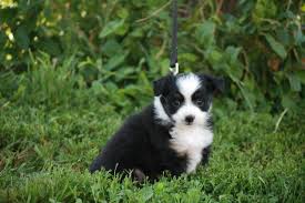 Puppyfinder.com is your source for finding an ideal puppy for sale near wellington, ohio, usa area. Adorable Toy Australian Shepherd Puppies For Sale In Wellington Colorado Classified Americanlisted Com