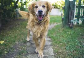 After a few weeks, they will remember that awful smell and bypass your yard. What Smells Deter Dogs From Peeing Or Digging Cleancrispair