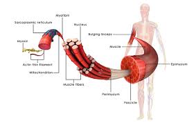 The following is a list of characters who appear in yudetamago's manga and anime series ultimate muscle/kinnikuman nisei. Myostatin Related Muscle Hypertrophy Medlineplus Genetics