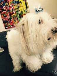 Pin By Penelope On Jacquot Our Little Commander Jacquot Animals Dogs