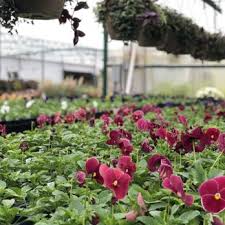Check spelling or type a new query. Marcum S Nursery 48 Photos 20 Reviews Nurseries Gardening 2121 Sw 119th St Oklahoma City Ok Phone Number Yelp