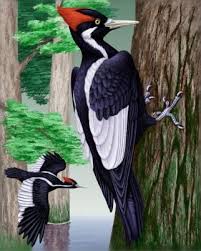 Black Bird With One White Stripe On Wing Ivory Billed Woodpecker Whatbird Com Counted Cross Stitch Patterns Free Woodpecker Counted Cross Stitch Patterns