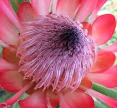 Image result for Protea rupestris