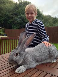 Giant Continental Chinchilla Rabbit Pet Rabbit Baby Animals Cute Baby Animals