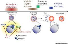 The parasite's definitive hosts are mosquitoes of the genus anopheles from the family culicidae. Targeting Plasmodium Proteases To Block Malaria Parasite Escape And Entry Trends In Parasitology